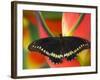 Polydamas Swallowtail Butterfly on Heliconia Flower-Darrell Gulin-Framed Photographic Print