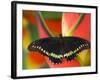 Polydamas Swallowtail Butterfly on Heliconia Flower-Darrell Gulin-Framed Photographic Print