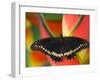 Polydamas Swallowtail Butterfly on Heliconia Flower-Darrell Gulin-Framed Photographic Print