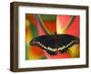 Polydamas Swallowtail Butterfly on Heliconia Flower-Darrell Gulin-Framed Photographic Print