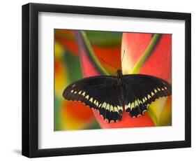 Polydamas Swallowtail Butterfly on Heliconia Flower-Darrell Gulin-Framed Photographic Print