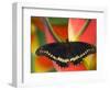 Polydamas Swallowtail Butterfly on Heliconia Flower-Darrell Gulin-Framed Photographic Print