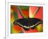 Polydamas Swallowtail Butterfly on Heliconia Flower-Darrell Gulin-Framed Photographic Print