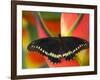 Polydamas Swallowtail Butterfly on Heliconia Flower-Darrell Gulin-Framed Photographic Print