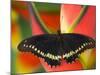 Polydamas Swallowtail Butterfly on Heliconia Flower-Darrell Gulin-Mounted Photographic Print