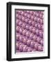 Polyester and Nylon Cloth of Woman's Bodybriefer-Micro Discovery-Framed Premium Photographic Print