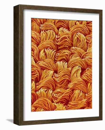 Polyester Cloth from Women's Underwear-Micro Discovery-Framed Photographic Print