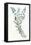 Polygala on White-Wild Apple-Framed Stretched Canvas