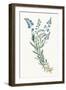 Polygala on White-Wild Apple-Framed Art Print