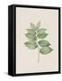 Polygonatum Latifolium-The Vintage Collection-Framed Stretched Canvas