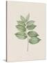 Polygonatum Latifolium-The Vintage Collection-Stretched Canvas