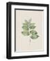 Polygonatum Latifolium-The Vintage Collection-Framed Art Print