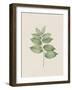 Polygonatum Latifolium-The Vintage Collection-Framed Art Print