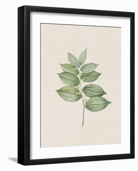 Polygonatum Latifolium-The Vintage Collection-Framed Art Print