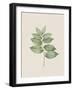 Polygonatum Latifolium-The Vintage Collection-Framed Art Print