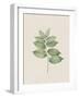 Polygonatum Latifolium-The Vintage Collection-Framed Art Print