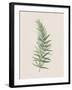 Polygonatum Verticillatum-The Vintage Collection-Framed Giclee Print