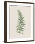 Polygonatum Verticillatum-The Vintage Collection-Framed Giclee Print