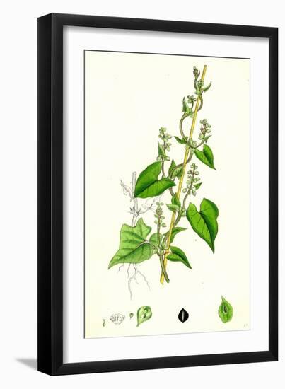 Polygonum Convolvulus Climbing Buckwheat-null-Framed Giclee Print