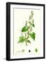 Polygonum Convolvulus Climbing Buckwheat-null-Framed Giclee Print