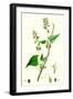 Polygonum Dumetorum Copse Buckwheat-null-Framed Giclee Print