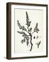 Polygonum Maritimum Sea Knot-Grass-null-Framed Giclee Print