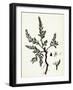 Polygonum Maritimum Sea Knot-Grass-null-Framed Giclee Print