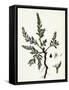 Polygonum Maritimum Sea Knot-Grass-null-Framed Stretched Canvas