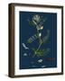 Polygonum Mite; Lax-Flowered Persicaria-null-Framed Giclee Print