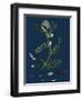 Polygonum Mite; Lax-Flowered Persicaria-null-Framed Giclee Print