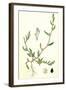 Polygonum Raii Ray's Knot-Grass-null-Framed Giclee Print