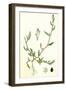 Polygonum Raii Ray's Knot-Grass-null-Framed Giclee Print