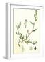 Polygonum Raii Ray's Knot-Grass-null-Framed Giclee Print