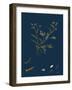 Polygonum Viviparum; Viviparous Bistort-null-Framed Giclee Print