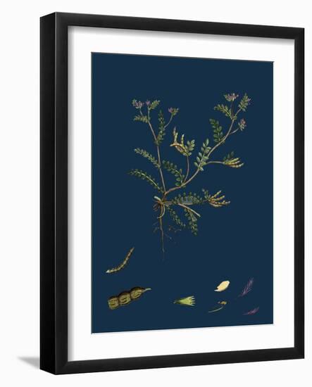 Polygonum Viviparum; Viviparous Bistort-null-Framed Giclee Print