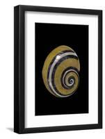 Polymita Picta-Paul Starosta-Framed Photographic Print