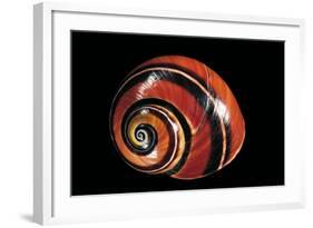 Polymita Picta-Paul Starosta-Framed Photographic Print