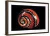 Polymita Picta-Paul Starosta-Framed Photographic Print