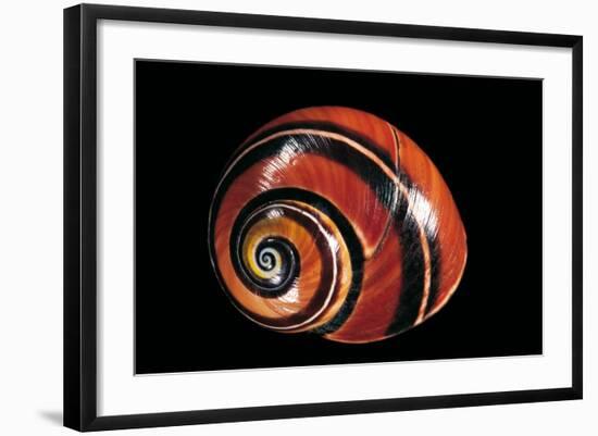 Polymita Picta-Paul Starosta-Framed Photographic Print