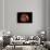 Polymita Picta-Paul Starosta-Framed Photographic Print displayed on a wall