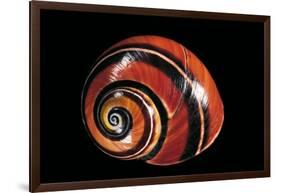 Polymita Picta-Paul Starosta-Framed Photographic Print