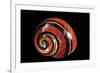 Polymita Picta-Paul Starosta-Framed Photographic Print