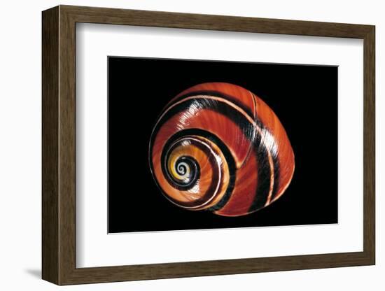 Polymita Picta-Paul Starosta-Framed Photographic Print