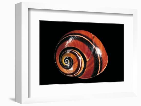 Polymita Picta-Paul Starosta-Framed Photographic Print