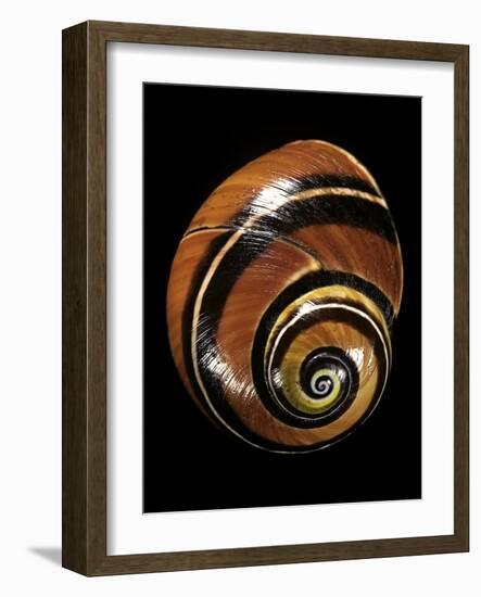 Polymita Picta-Paul Starosta-Framed Photographic Print