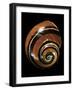 Polymita Picta-Paul Starosta-Framed Photographic Print