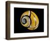 Polymita Picta-Paul Starosta-Framed Photographic Print