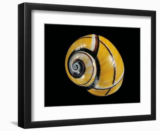 Polymita Picta-Paul Starosta-Framed Photographic Print