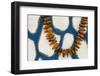 Polynesia, Kingdom of Tonga, Nuku'alofa. Details of a seed necklace left on a grave site-Jaynes Gallery-Framed Photographic Print