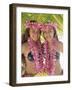 Polynesian Girls in Traditional Costume with Leis, Aitutaki, Cook Islands, Polynesia-Steve Vidler-Framed Photographic Print